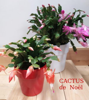 17-cactus de noelx300.jpg