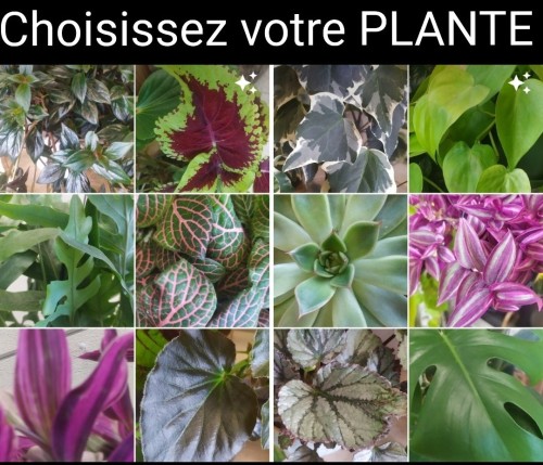 Montage-12plantesx500-.photos~2.jpg